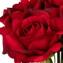 FLORAL: ELEGANZA EUGENIE ROSE BUNCH X 6 RED