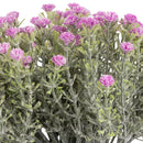 FLORAL: MINI OPEN GYSOPHILIA BUNCH LILAC 33CM (BUNCH OF 6)