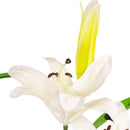 FLORAL: ELEGANZA LILY STEM X 2, 1 BUD & 7 LEAVES WHITE